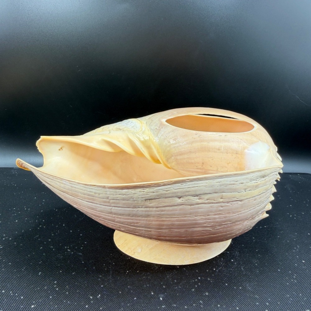 Vintage Hand Carved Conch Shell Bowl Set 9 Dishes Servers Coastal w Utensils - Picture 14 of 16